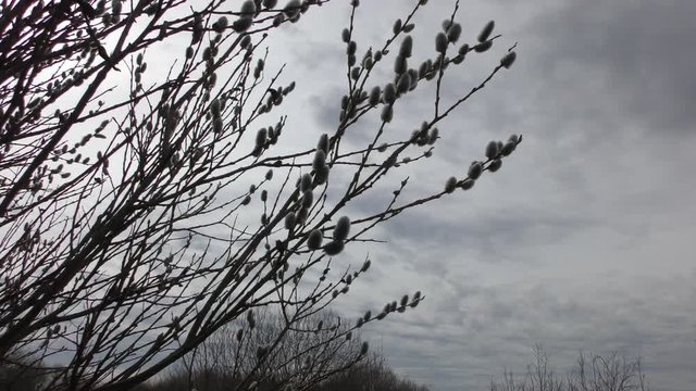 The swollen buds of willow against the gloomy spring sky.