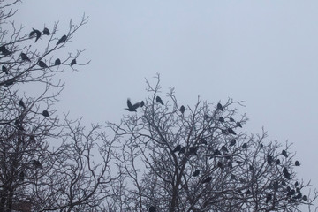 crows on a winter morning in the trees