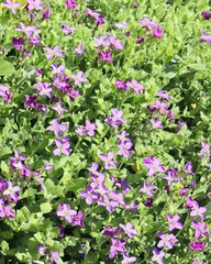 Fototapeta premium Spring lilac flowers on a background of green meadow, in the natural environment, small plant texture