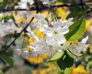 Branches of a blossoming cherry on a background of a spring landscape