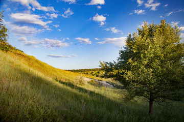 Obraz premium Lonely tree against sky. spring summer landscape with a lone tree at sunset field in the village