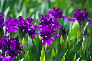 Colorful irises in the garden, perennial garden. Gardening. Bearded iris. 