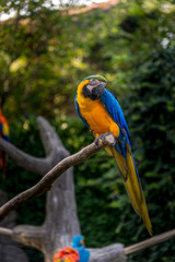animali