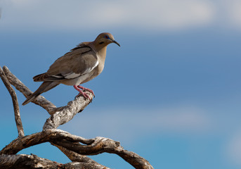 A white-winged dove perches on a branch in Saguaro National Park, Arizona.