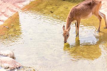 animali
