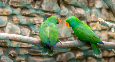 animali