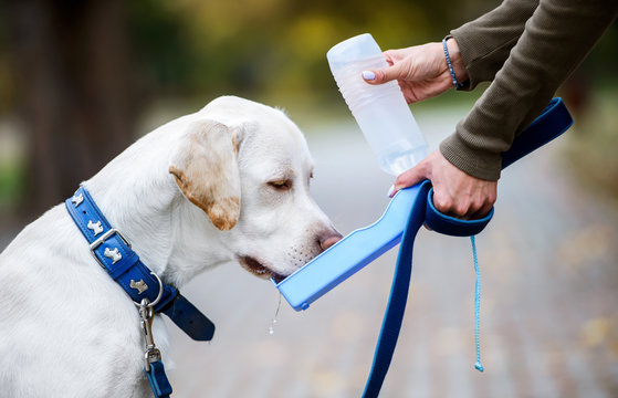 Dog drinking water from a hands of his owner, close up photo. Pets and animals concept