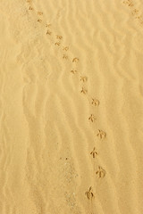 seabirds paw prints in the sand of beach, Cadiz, Spain