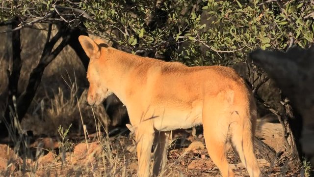 Side view of dingo, Canis dingo, Canis dingo, a wild dog that is found in Australia, on the red sand of Australian outback. Desert Park at Alice Springs in Northern Territory, Central Australia.