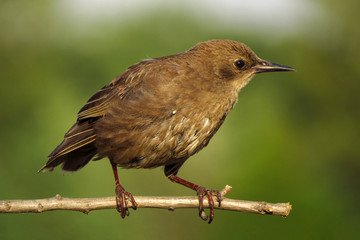 Common starling (Sturnus vulgaris), European starling bird in natural habitat in the fields
