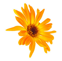 Marigold flower head isolated on a white background. Calendula flower. - obrazy, fototapety, plakaty