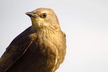 Common starling (Sturnus vulgaris), European starling bird in natural habitat in the fields