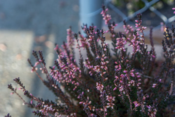 Violet pink small flowers on deep green spikes in clusters during springtime. Cool toned romantic macro photo