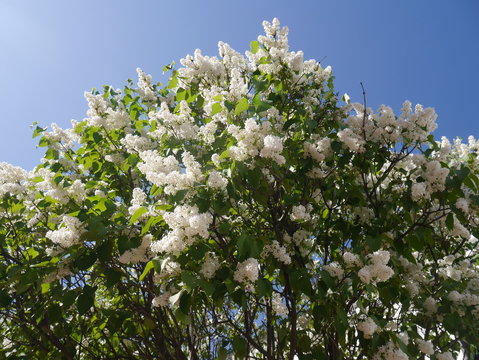 White lilac against the sky