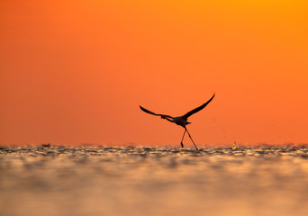 Silhouette of Greater Flamingo takeoff in the morning at Asker coast, Bahrain