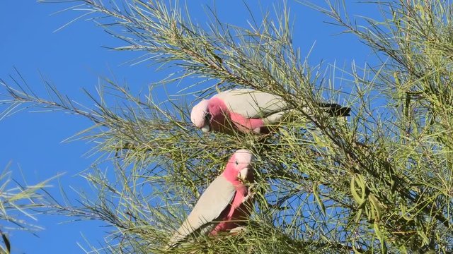 Two Australian Princess Parrot Polytelis alexandrae on a tree against the blue sky. Desert Park at Alice Springs near MacDonnell Ranges in Northern Territory, Central Australia.