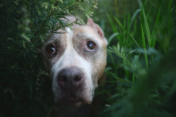 American Staffordshire Terrier sitting on ground surrounded by plants