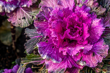 Bright pink, purple ornamental kale flower in bloom. Latin Brassica oleracea var. acephala or Nagoya Rose