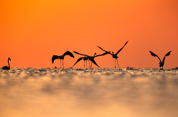 Silhouette of Greater Flamingos flying during sunrise at Asker coast, Bahrain