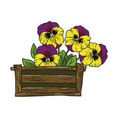 Pansies flowers in a box. Vector illustration