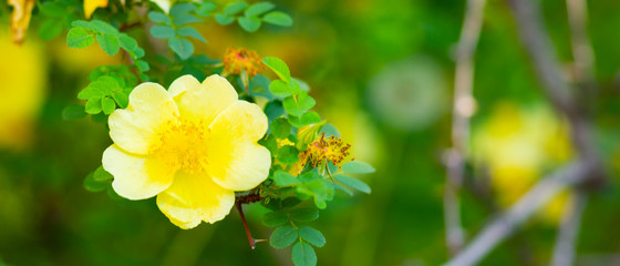 Yellow dog rose. Rosa canina flowers with green leaves on a blurry background. Blooming wild yellow rose bush. Yellow dog rose (Rosa canina) on a bokeh. Copy space