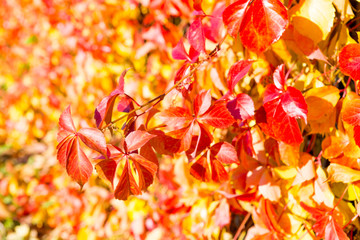 Parthenocissus quinquefolia, known as Virginia creeper, Victoria creeper, five-leaved ivy, or five-finger - obrazy, fototapety, plakaty