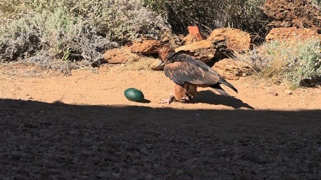 Black-breasted Buzzard bird of prey. Cracking an emu egg with a stone to eat inside. Desert Park at Alice Springs in the Northern Territory, Central Australia. Hamirostra melanosternon species.