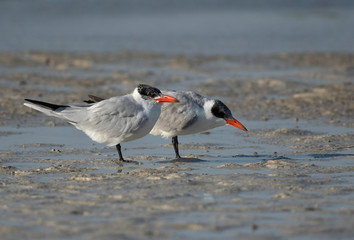 Caspian terns at Busiateen coast, Bahrain