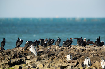 Great Cormorant resting on an small island at Busaiteen coast, Bahrain.
