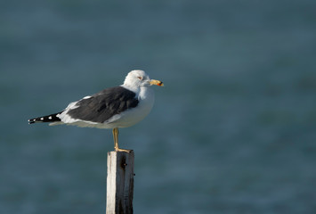 Great Black-backed Gull perched on wooden log, Bahrain