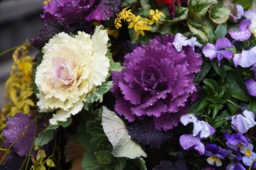 Ornamental cabbage (Flowering kale) is an ornamental plant of the Brassicaceae that changes color when it gets cold.