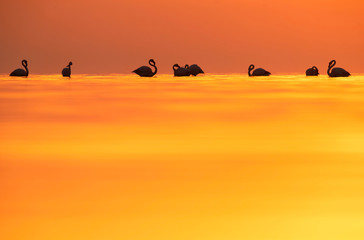 Greater Flamingos preening  at Asker coast against beautiful hue, Bahrain