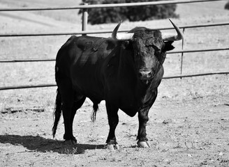 toro español poderoso con grandes cuernos