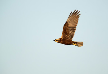 Eurasian Marsh harrier in flight at Asker Marsh, Bahrain