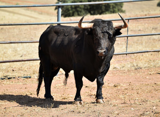 toro negro español en el campo