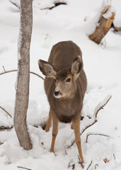 A mule deer doe stands next to a slim tree trunk on a cold snowy winter day.