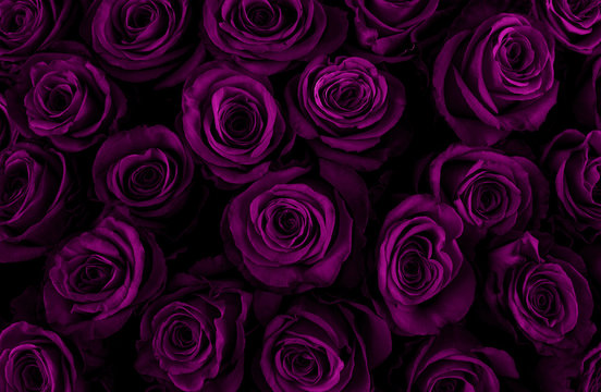 Dark Purple Rose Wallpaper