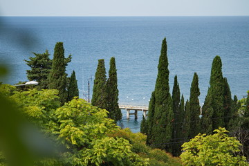 Fototapeta na wymiar Cypress trees on the Black Sea coast of the Caucasus, Russia.