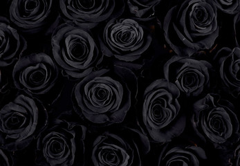 Beautiful black roses. floral background