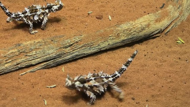 Thorny devil, Moloch horridus, walks on red sand in Desert Park at Alice Springs, Northern Territory, Central Australia. Insectivorous, they feed on small ants. Has spiny orange yellow and black skin.