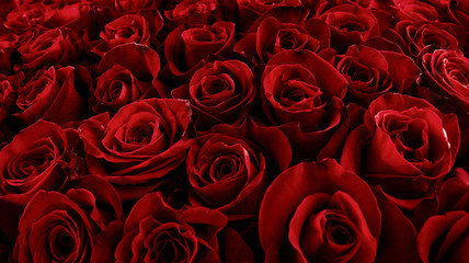 Natural red roses background. Color of the holiday. Gift to a woman. Deep red color. - 319287619