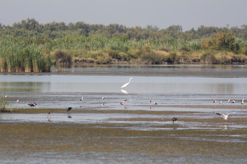 Grande aigrette 