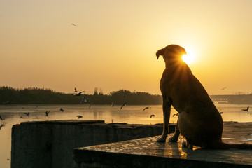 Silhouette of a dog during sunrise at Yamuna river bank in New delhi
