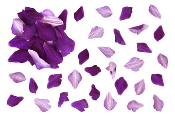 Bright lilac petals set on white background