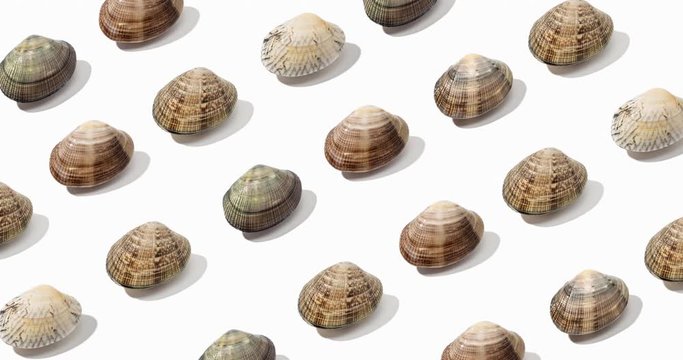 Time lapse of Fresh clam pattern isolated on white background. Edible mollusk from Galicia, Spain
