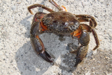 krab © ewa