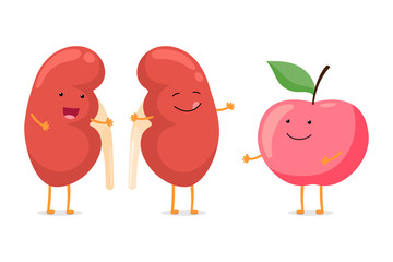 Strong healthy happy kidney smiling emotion character with red apple. Human anatomy genitourinary system internal organ with eco food nutrition. Vector vegetable illustration