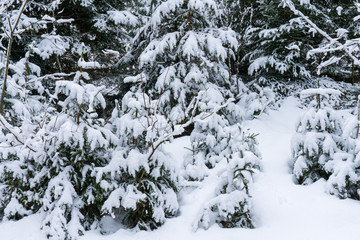 verschneiter jungwald