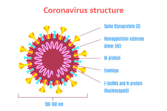 Coronavirus virion structure diagram. Stock vector illustration.