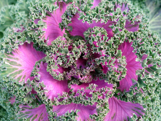 Beautiful green purple ornamental cabbage in the garden.